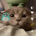 Чем понравился Yappy