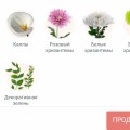Отзыв о Компания Floraqueen: Не советую