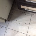 Отзыв о Центральная Санитарная Служба Москвы: Тараканы замучили!